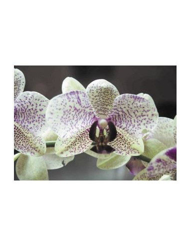 Engrais orchidée naturel 300ml