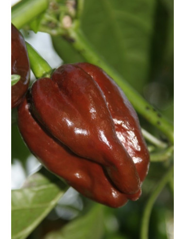 Piment HABANERO CHOCOLAT